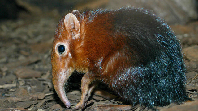 近距离察看可爱的小臭鼩撕咬猎物也是如此惊惧的感觉