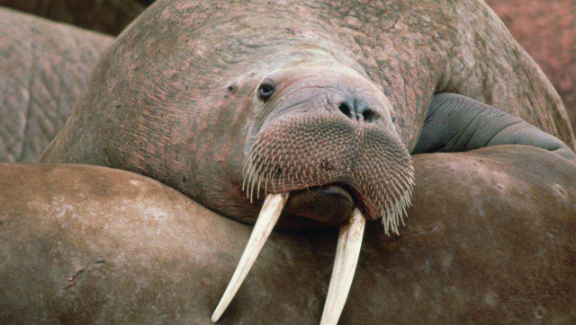 剃刀般的獠牙,海象凭借两根恐怖的大长牙捍卫着自己的领地