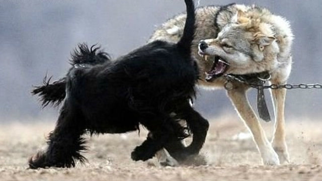捷克狼犬打架图片