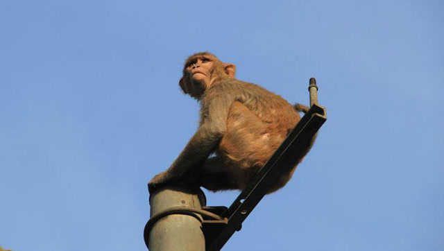 遭受高压电击引发爆炸后还能幸存,这只猴子简直就是不死之身