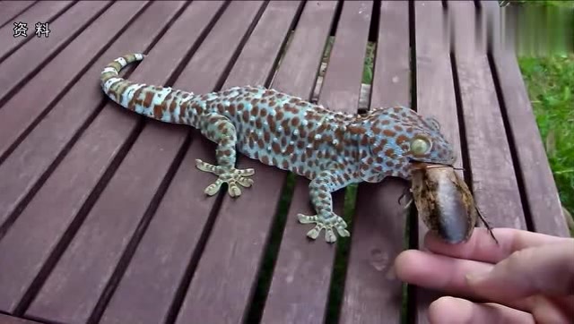 泰国大壁虎咬住男孩嘴唇死不松口,家人紧急送医