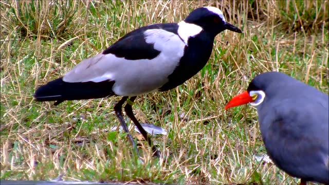 燕鸥这烈焰红嘴,这是要调戏田凫的节奏吗?