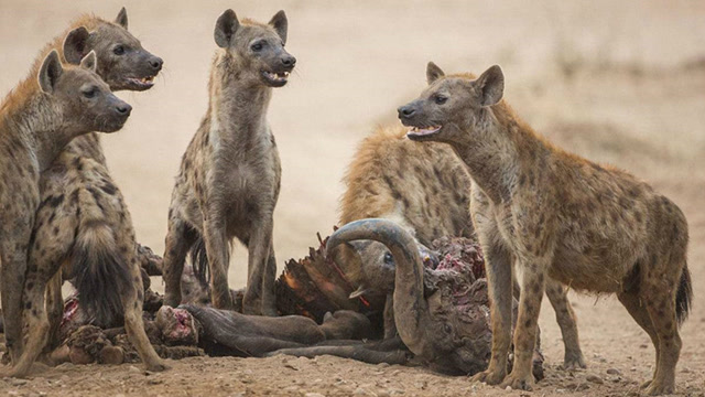 鬣狗一口咬掉水牛的后面,这水牛真是后继无人了