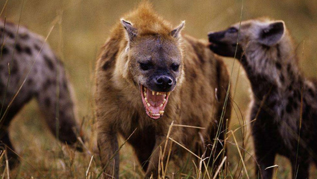 鬣狗被七只野狼包围,谁知却被鬣狗活活咬死一只