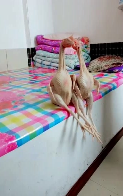 真有才呀,忙了一年鸡毛没剩啊!