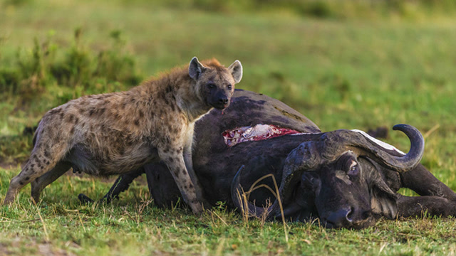 鬣狗一口咬掉水牛的后面,这水牛真是惨,后继无人了