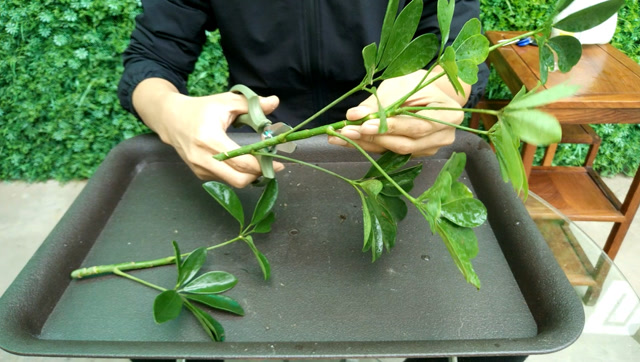 1把剪刀,1个塑料瓶,3分钟学会扦插鸭掌木,成活率特高
