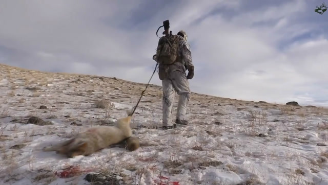 实拍国外猎人在雪地里狩猎狐狸,两把枪轮番射击,狐狸插翅难飞