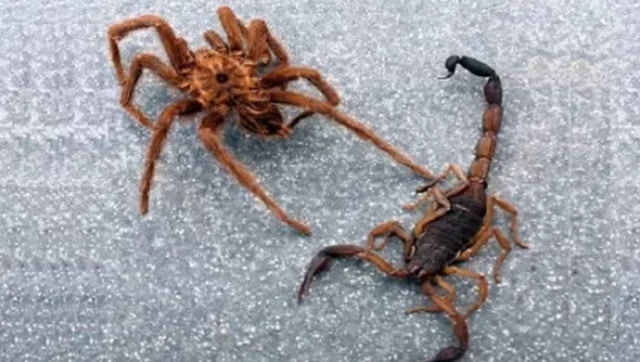 实拍蜘蛛大战蝎子,看看谁更厉害?