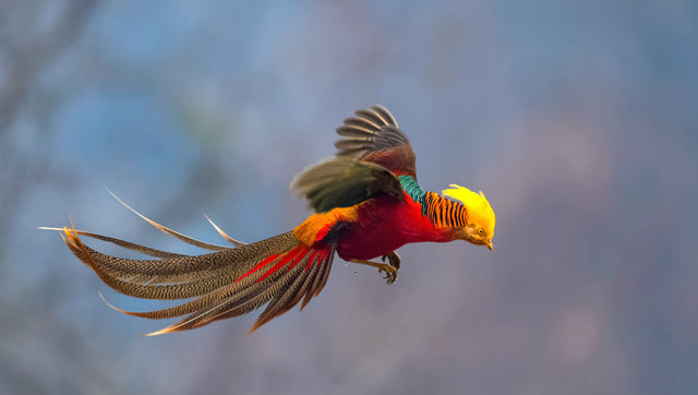 被称作真正的活凤凰!是中国特有的鸟种!美的不像话!