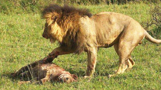 鬣狗以为增援到来就敢挑衅狮子,却被雄狮瞬间秒杀一只吓跑群狗!