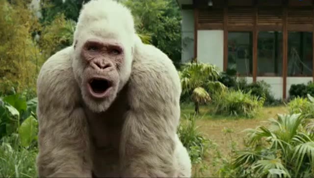 《狂暴巨兽》可爱白毛大猩猩,原来也有这么乖巧的一面