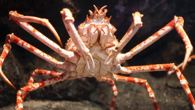 最大的螃蟹有多大?图片