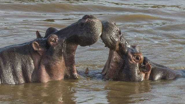 同类打架谁最凶,棕熊像跳舞,河马却在亲嘴!