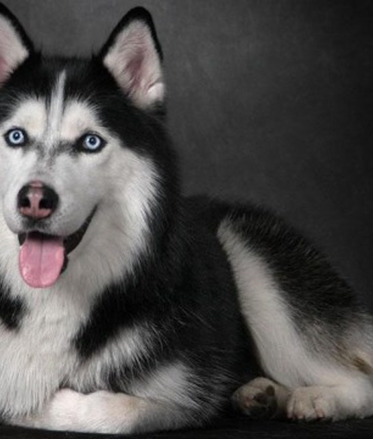 萨摩耶偷了哈士奇的狗粮,主人为劝架操碎心,旁边那只围观太逗!