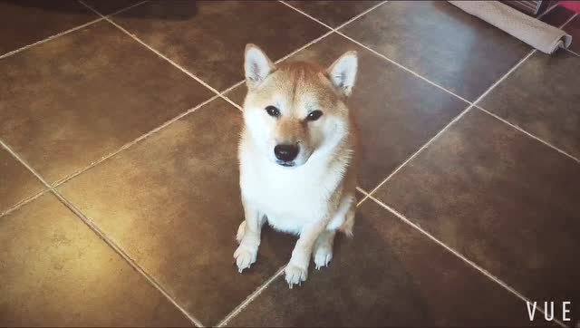 柴犬直勾勾的小眼神