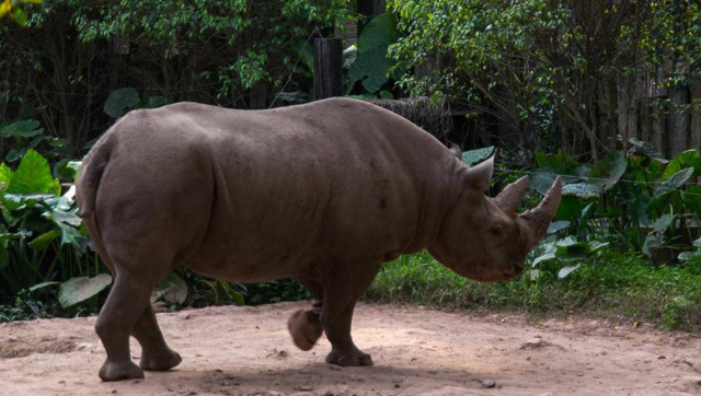 真放肆!实拍野牛王去单挑大犀牛!