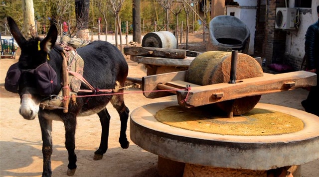 为什么中国自古以来,都是驴拉磨?看完佩服古人的智慧