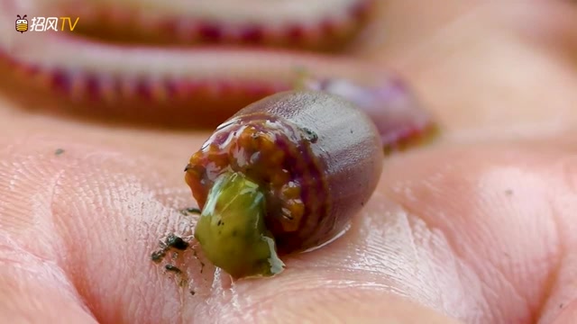 会咬人的红蚯蚓 看它攻击后怎样释放出排泄物