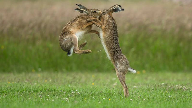 实拍蛇捕兔子的全过程