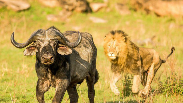 雄狮追野牛,扑上去后野牛后腿一蹬,狮子胸腔崩裂彻底丧失战斗力