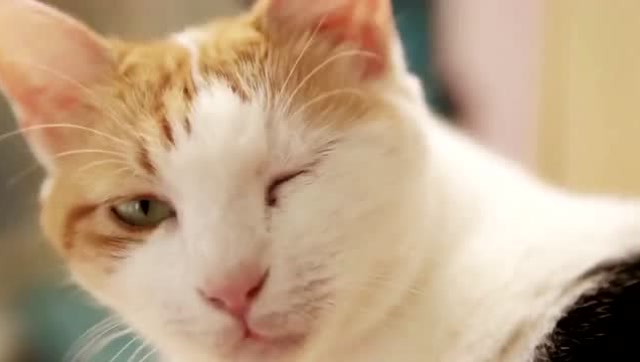 眼睛会放电的猫咪,猫咪怎么会这么可爱啊