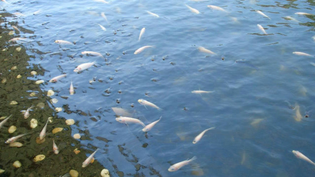 河里随处可见的小鱼,短短20年飙升6000元,到底怎么回事?