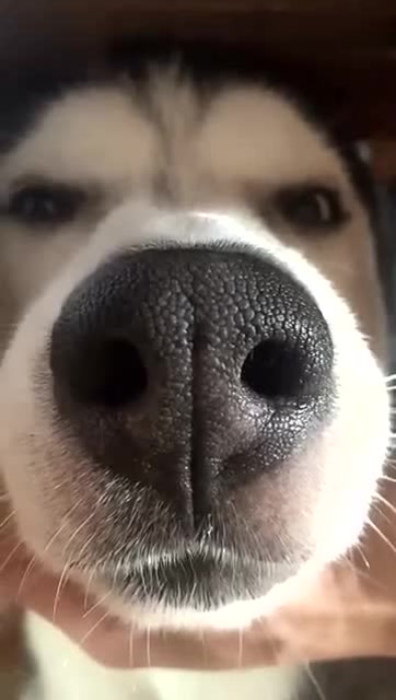 最近这只二哈火了,看这大鼻孔,真的是太搞笑了!