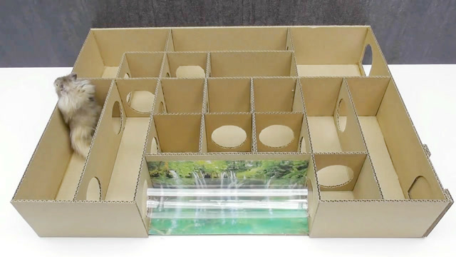 小伙子用硬纸板为仓鼠制作创意迷宫,小仓鼠它最终能走出去吗?