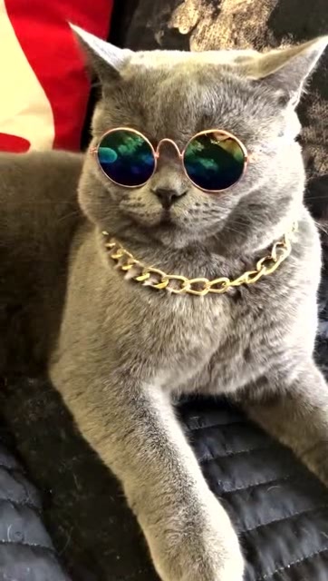 这样的土豪猫还是第一次见,太酷了!