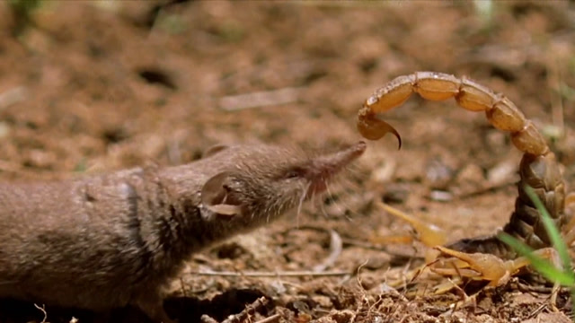 仇人见面分外眼红,剧毒蝎子大战老鼠,结局却以这样收场