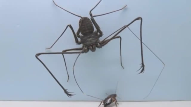昆虫界高手蜘蛛哥1秒钟战败蟑螂