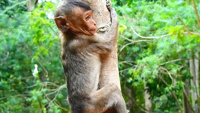 可爱的小猴子爬树 太轻快了!