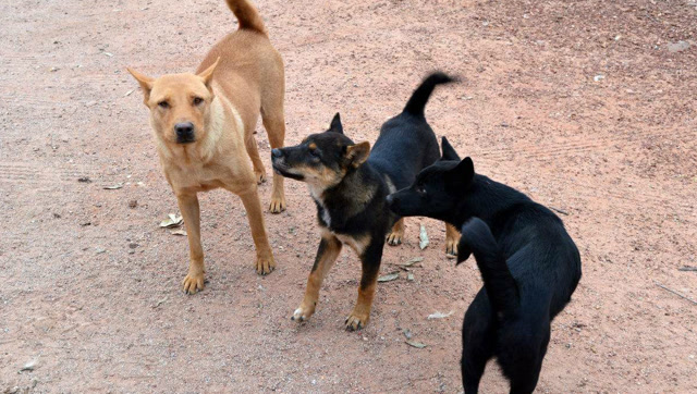 不要歧视土狗,这次见到土狗打架超级猛,而且他们还拉帮结派打架