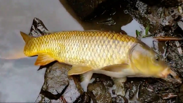 山溪里面水浅流急,哪来的黄金大鲤鱼