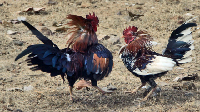 当暴躁的公鸡遇上蛇,竟发生这样的事情,网友:莫非这是战斗鸡?