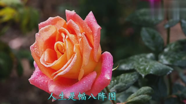 风语一首《心归何处》听醉了,唱的真实,有人陪伴才是最好的幸福