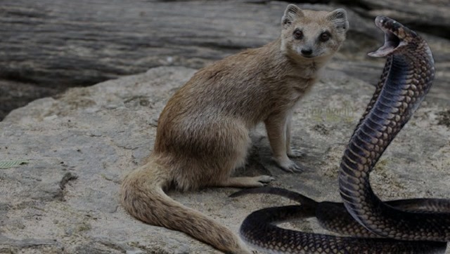 蛇獴遭眼镜蛇追杀,不料被蛇獴一口咬住蛇头,眼镜蛇能成功逃脱吗?