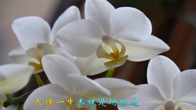 风语一首《心归何处》听醉了,唱的真实,有人陪伴才是最好的幸福