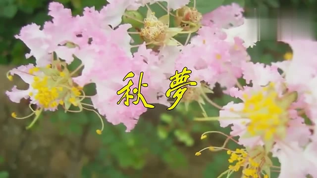 打动人心!云菲菲唱歌曲《秋梦》,感情真挚