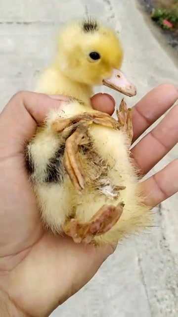 罕见!惠来发现一只长着四只脚的鸭子,你见过吗?