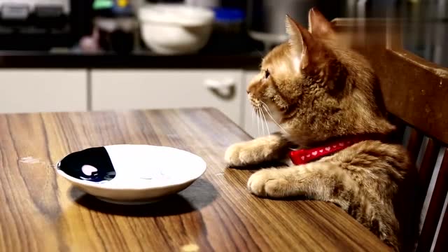 橘猫坐在餐桌盘,守着空盘子,可铲屎官就是不上菜