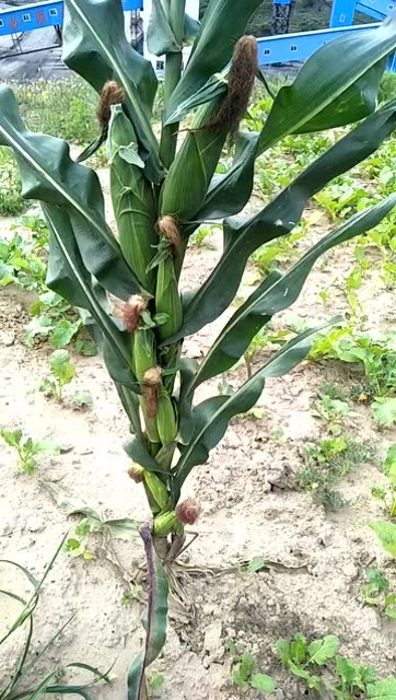 一棵玉米竟长出了"七胞胎",种了这么多年地第一次见这样的