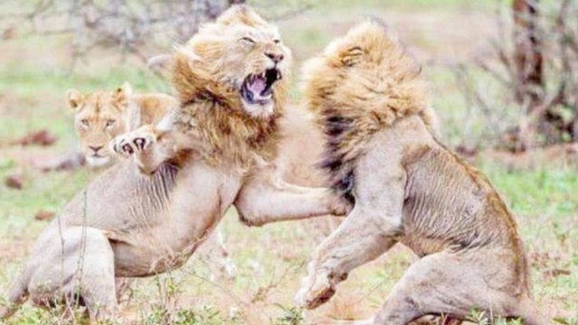 雄狮与入侵者打成一团,母狮在旁冷眼旁观,网友:你老公被人打了