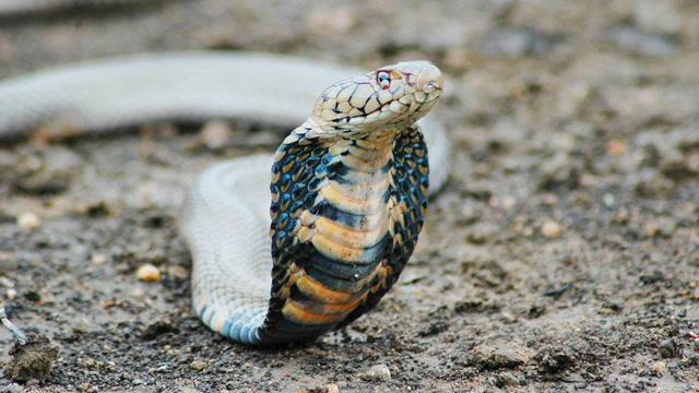 眼镜蛇潜行偷袭 狐獴绝地反击