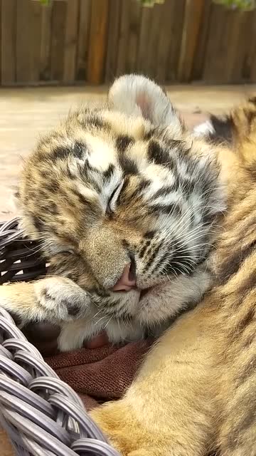 小老虎,睡着好可爱