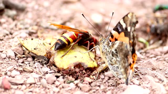 随手拍:黑尾胡蜂