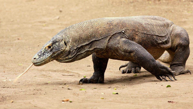 可秒杀老虎的世界最大蜥蜴,行走的生化毒库-科莫多龙