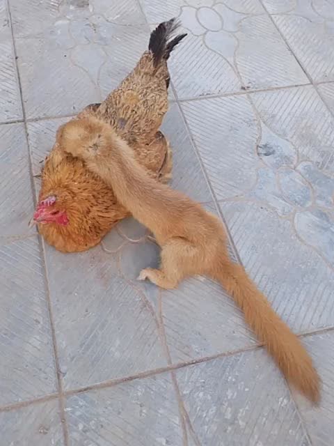 黄鼠狼给鸡拜年?实属真罕见啊!