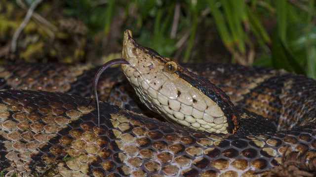 五步蛇与剧毒眼镜蛇恶斗,不到一分钟即分胜负毒发身亡